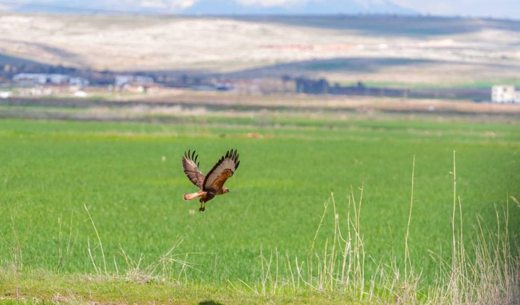 Yırtıcı bilinen masum kuşlar Dicle’yi mesken tuttu 3